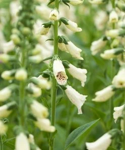 Roots Plants Perennials Foxglove 'Dalmatian Cream' | Digitalis