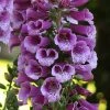 Roots Plants Perennials Foxglove 'Dalmatian Purple' | Digitalis