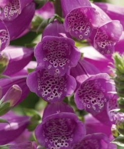 Roots Plants Perennials 50cm Foxglove Dalmatian 'Purple' | Digitalis | 5L Pot