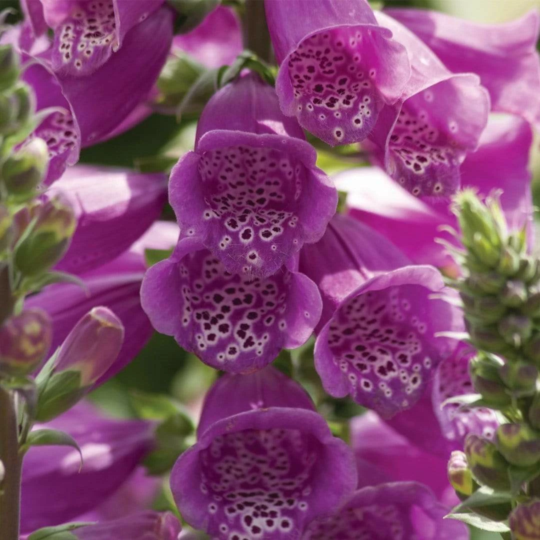 Roots Plants Perennials 50cm Foxglove Dalmatian 'Purple' | Digitalis | 5L Pot 4 Roots Plants Perennials 50cm Foxglove Dalmatian 'Purple' | Digitalis | 5L Pot