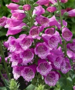 Roots Plants Perennials 50cm Foxglove Dalmatian 'Purple' | Digitalis | 5L Pot 8 Roots Plants Perennials 50cm Foxglove Dalmatian 'Purple' | Digitalis | 5L Pot