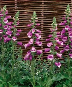 Roots Plants Perennials 50cm Foxglove Dalmatian 'Purple' | Digitalis | 5L Pot 9 Roots Plants Perennials 50cm Foxglove Dalmatian 'Purple' | Digitalis | 5L Pot