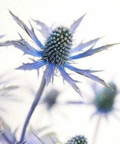 Roots Plants Eryngium 'Blue Hobbit'