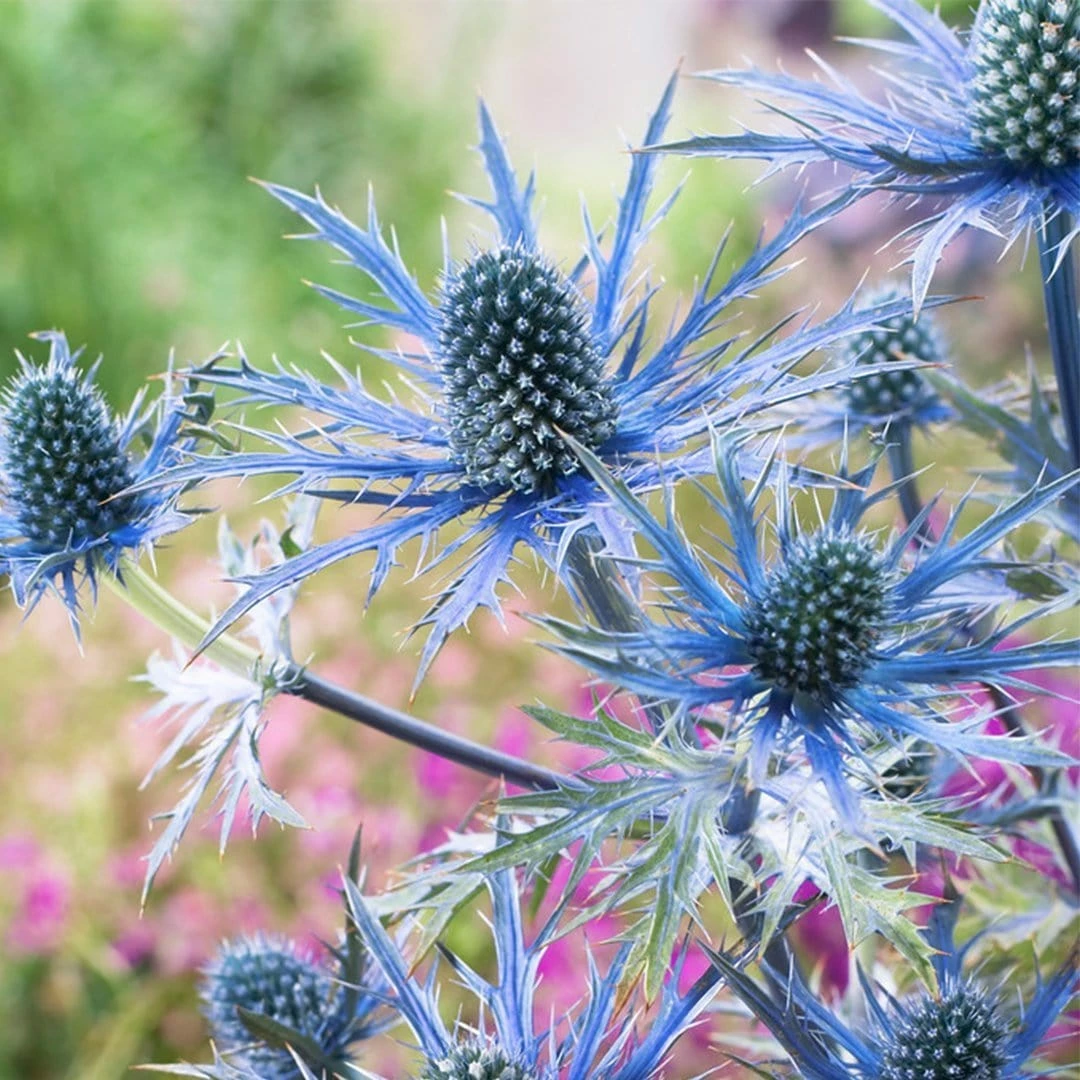 Roots Plants Eryngium 'Blue Hobbit' 4 Roots Plants Eryngium 'Blue Hobbit'
