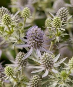 Roots Plants Perennials Eryngium 'Magical Blue Globe' | 1L Pot