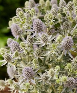 Roots Plants Perennials Eryngium 'Magical Blue Globe' | 1L Pot