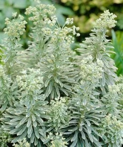 Roots Plants Perennials Euphorbia 'Silver Edge'