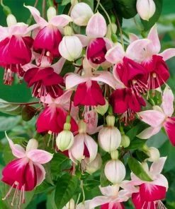 Roots Plants Fuchsias Fuchsia 'Paula Jane Standard' | 3L Pot