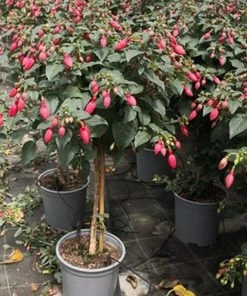 Roots Plants Fuchsia 'Red Tyrol Standard' | 3L Pot