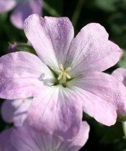 Roots Plants Geraniums & Pelargoniums Hardy Geranium Collection | 3 X 1L Pots