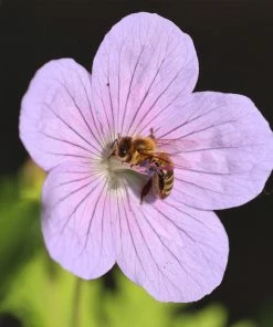Roots Plants Geraniums & Pelargoniums Geranium 'Dreamland' 7 Roots Plants Geraniums & Pelargoniums Geranium 'Dreamland'