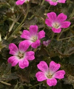 Roots Plants Geranium 'Orkney Cherry' | 1L Pot Geraniums & Pelargoniums