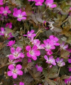 Roots Plants Geranium 'Orkney Cherry' | 1L Pot Geraniums & Pelargoniums 7 Roots Plants Geranium 'Orkney Cherry' | 1L Pot Geraniums & Pelargoniums