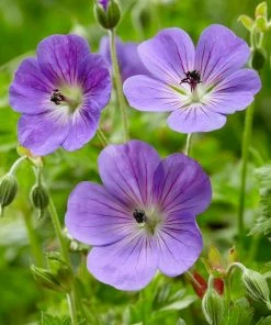 Roots Plants Geraniums & Pelargoniums Hardy Geranium Collection | 3 X 1L Pots 11 Roots Plants Geraniums & Pelargoniums Hardy Geranium Collection | 3 X 1L Pots