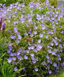 Roots Plants Geranium 'Rozanne'