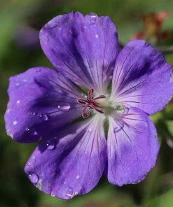 Roots Plants Geraniums & Pelargoniums Hardy Geranium Collection | 3 X 1L Pots 13 Roots Plants Geraniums & Pelargoniums Hardy Geranium Collection | 3 X 1L Pots