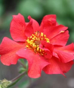 Roots Plants Perennials Geum'Pink Petticoats'