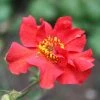 Roots Plants Perennials Geum 'Mrs Bradshaw' 2 Roots Plants Perennials Geum 'Mrs Bradshaw'