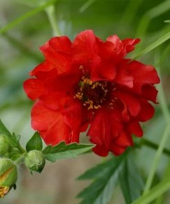 Roots Plants Perennials Geum 'Mrs Bradshaw'