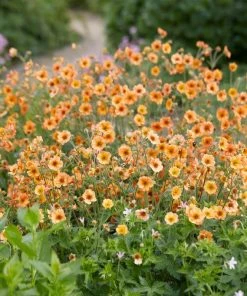 Roots Plants Perennials Geum'Totally Tangerine'