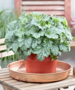 Roots Plants Perennials Heuchera 'Dales Strain' | 10.5cm Pot