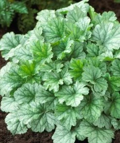 Roots Plants Heuchera Collection Perennials 21 Roots Plants Heuchera Collection Perennials
