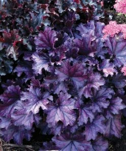 Roots Plants Heuchera Collection Perennials 20 Roots Plants Heuchera Collection Perennials