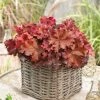 Roots Plants Perennials Heuchera 'Indian Summer Boysenberry' | 3L Pot