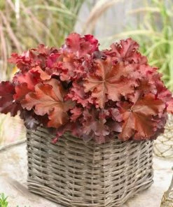 Roots Plants Perennials Heuchera 'Indian Summer Boysenberry' | 3L Pot