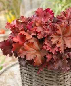 Roots Plants Perennials Heuchera 'Indian Summer Boysenberry' | 3L Pot
