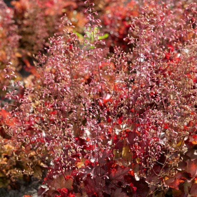 Roots Plants Heuchera 'Indian Summer Cranberry' Perennials 4 Roots Plants Heuchera 'Indian Summer Cranberry' Perennials