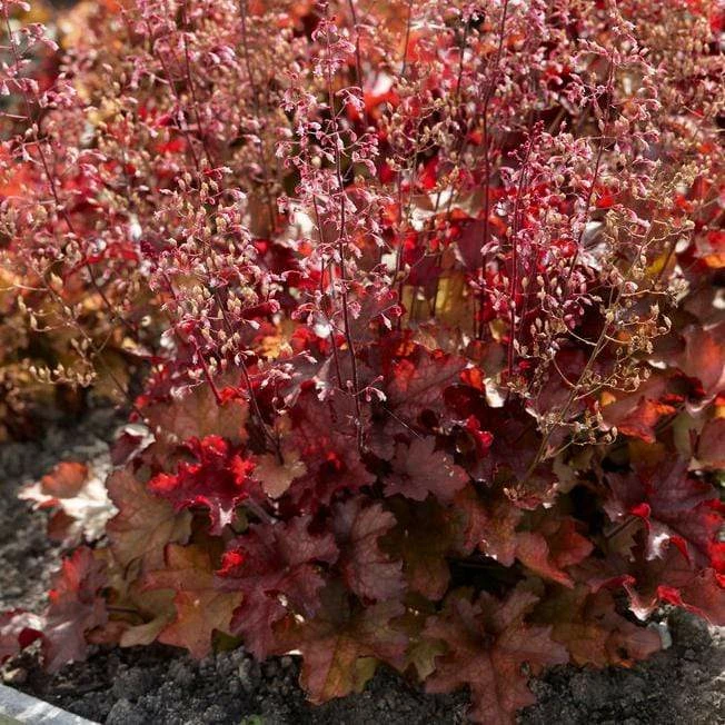 Roots Plants Heuchera 'Indian Summer Cranberry' Perennials 3 Roots Plants Heuchera 'Indian Summer Cranberry' Perennials