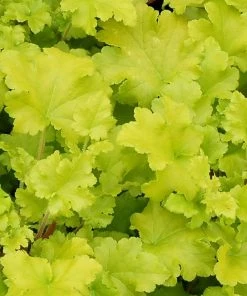 Roots Plants Perennials Heuchera 'Lime Marmalade'