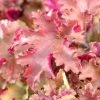 Roots Plants Perennials Heuchera 'Marmalade' 1 Roots Plants Perennials Heuchera 'Marmalade'