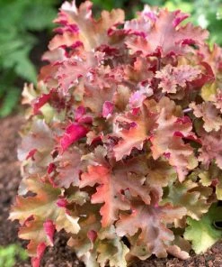 Roots Plants Perennials Heuchera 'Marmalade'