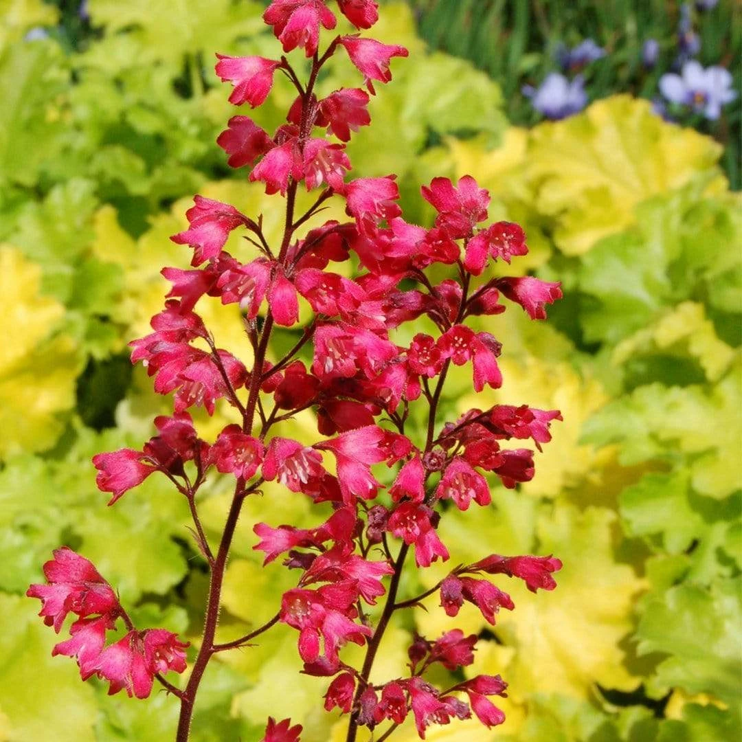 Roots Plants Heuchera Collection Perennials 6 Roots Plants Heuchera Collection Perennials