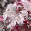 Roots Plants Heuchera 'Plum Pudding'