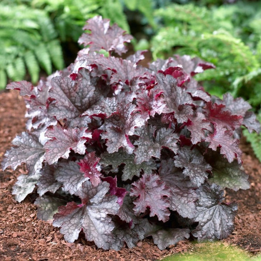 Roots Plants Heuchera 'Plum Pudding' 4 Roots Plants Heuchera 'Plum Pudding'