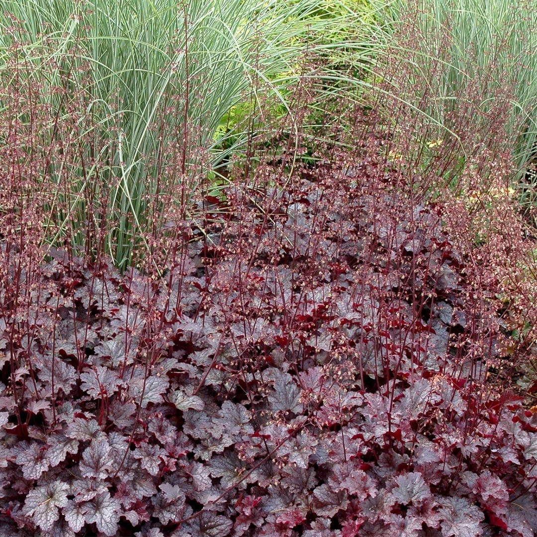 Roots Plants Heuchera 'Plum Pudding' 6 Roots Plants Heuchera 'Plum Pudding'