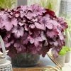 Roots Plants Heuchera 'Wild Rose' | 3L Pot 1 Roots Plants Heuchera 'Wild Rose' | 3L Pot