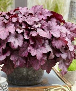 Roots Plants Heuchera 'Wild Rose' | 3L Pot