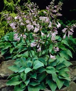 Roots Plants Perennials Hosta Collection | 6 X 1L Pots 13 Roots Plants Perennials Hosta Collection | 6 X 1L Pots