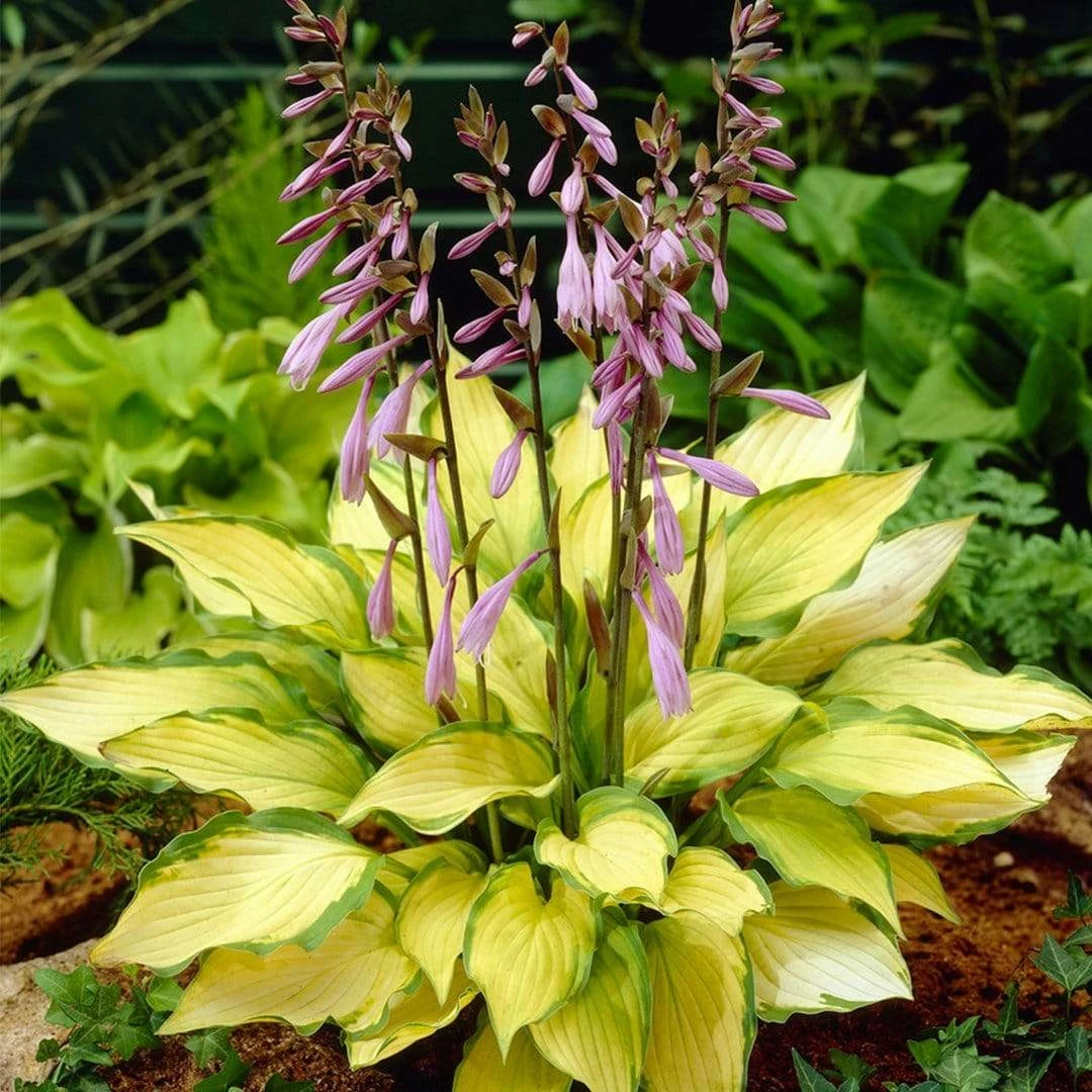Roots Plants Perennials Hosta Collection | 6 X 1L Pots 9 Roots Plants Perennials Hosta Collection | 6 X 1L Pots