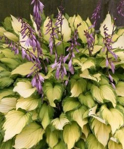 Roots Plants Hosta 'Lady Guinevere'