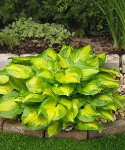 Roots Plants Perennials Hosta Collection | 6 X 1L Pots 11 Roots Plants Perennials Hosta Collection | 6 X 1L Pots