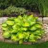 Roots Plants Hosta 'Lakeside Banana Bay' | 1L Pot Perennials