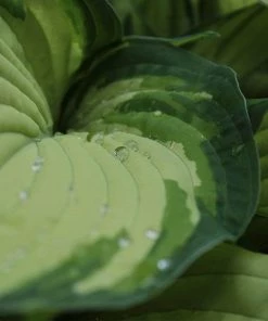 Roots Plants Hosta 'Lakeside Banana Bay' | 1L Pot Perennials