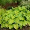 Roots Plants Perennials Hosta 'Stained Glass' | 1L Pot 1 Roots Plants Perennials Hosta 'Stained Glass' | 1L Pot
