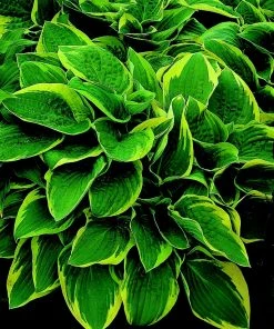 Roots Plants Hosta 'Wide Brim' | 1L Pot Perennials
