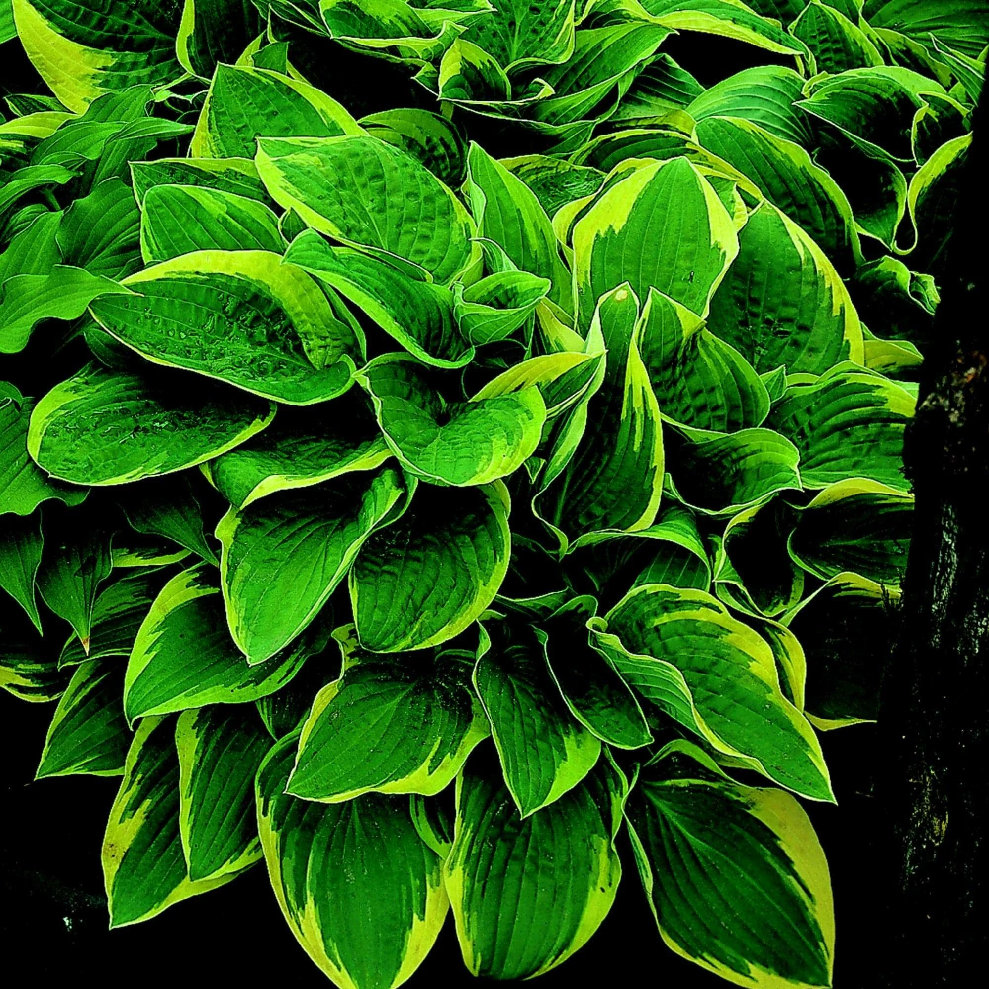 Roots Plants Perennials Hosta Collection | 6 X 1L Pots 4 Roots Plants Perennials Hosta Collection | 6 X 1L Pots